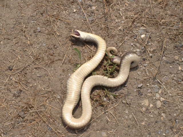 Heterodon platirhinos playing dead