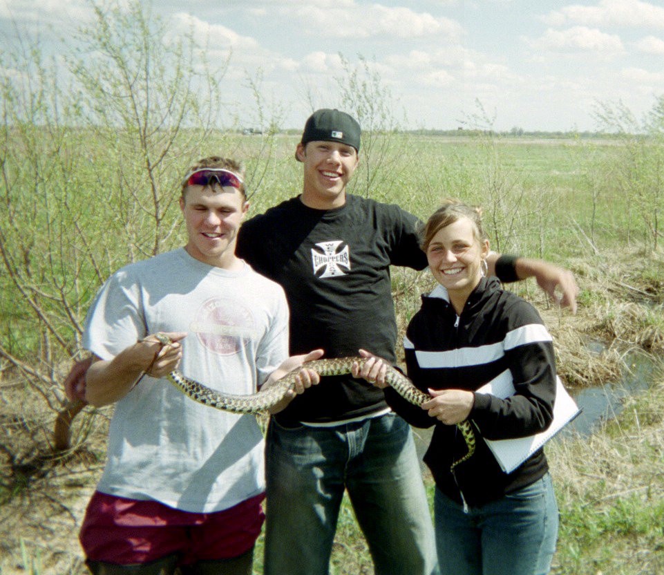Pituophis catenifer.3