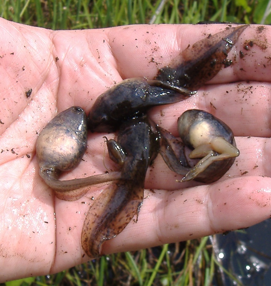 Rana tadpoles