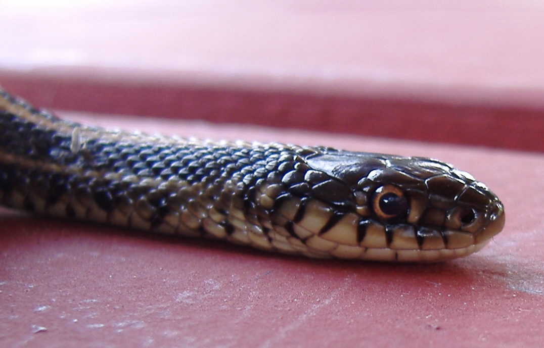 Thamnophis radix