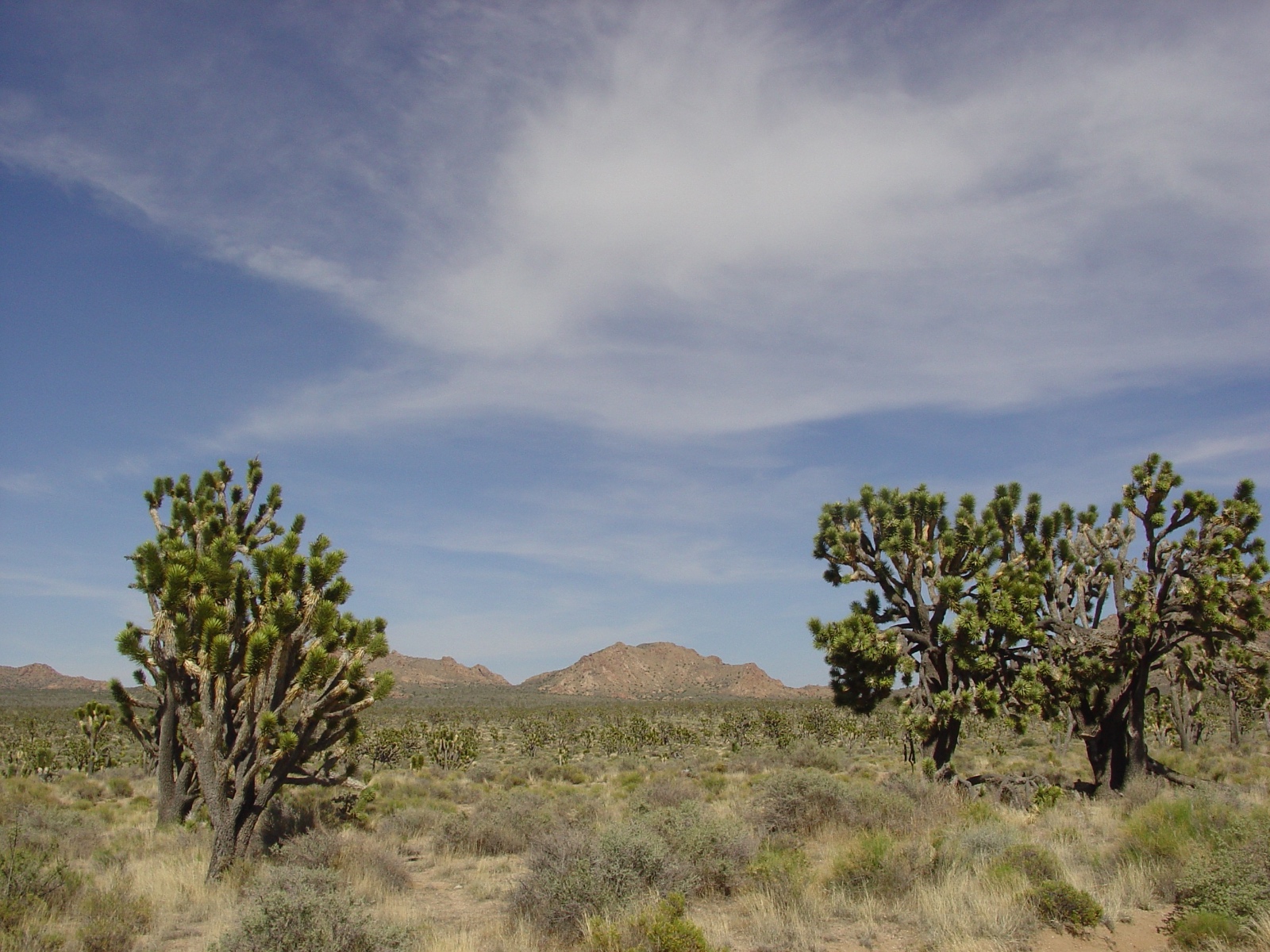 Stan Trauth Mojave Desert.Cima Rd., CA.6 3 06.0378