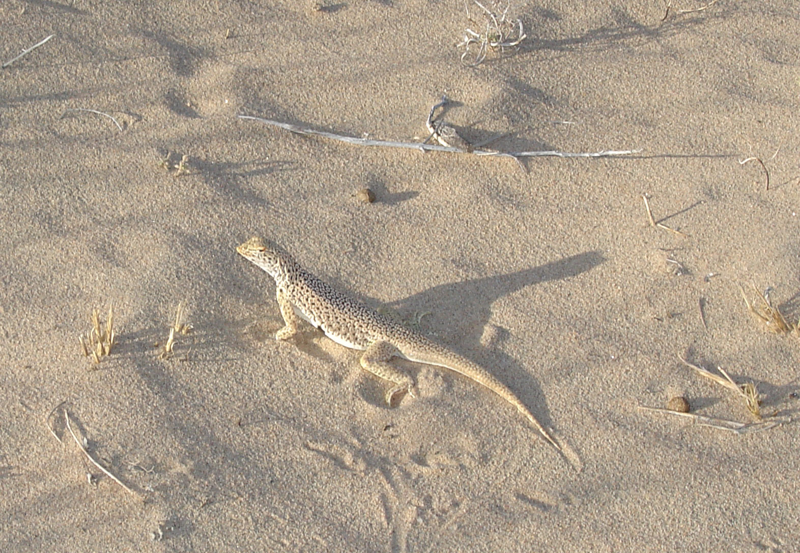 Uma notata.Kelso Dunes.6 3 06.0402