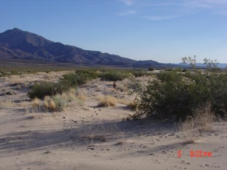 Bruce bury searching kelso dunes