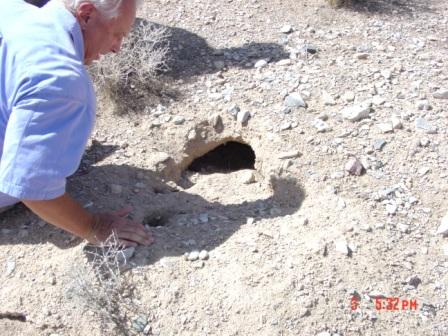 Luckenbach investigates a desert tortoise burrow in mohave preserve