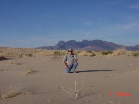 Ray saumure at kelso dunes