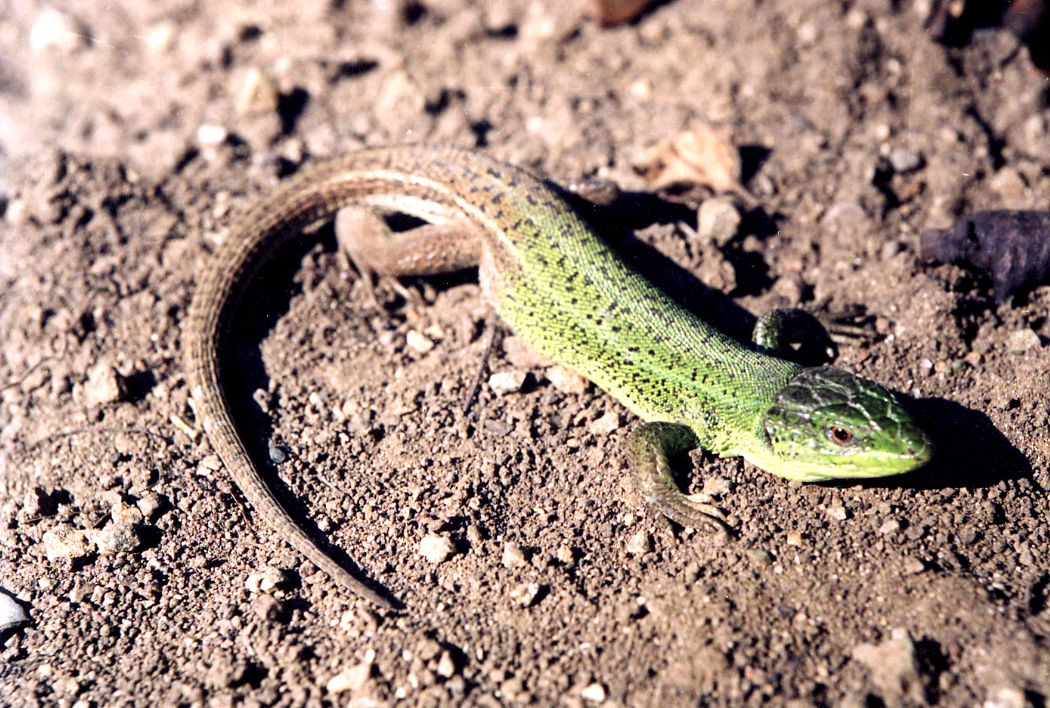 Lacerta Agilis Приазовье