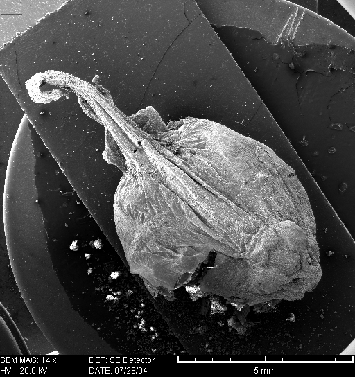 Bufo tadpole4 dorsal view