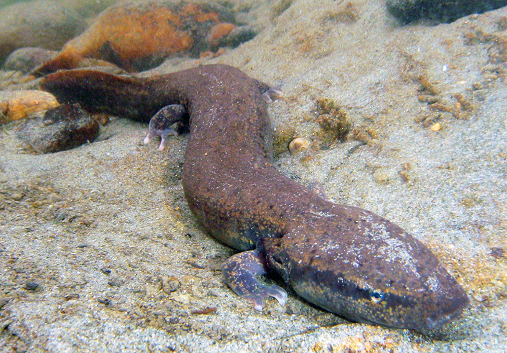 Chellman et al. 2017