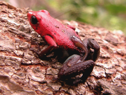 Herpetological Conservation and Biology