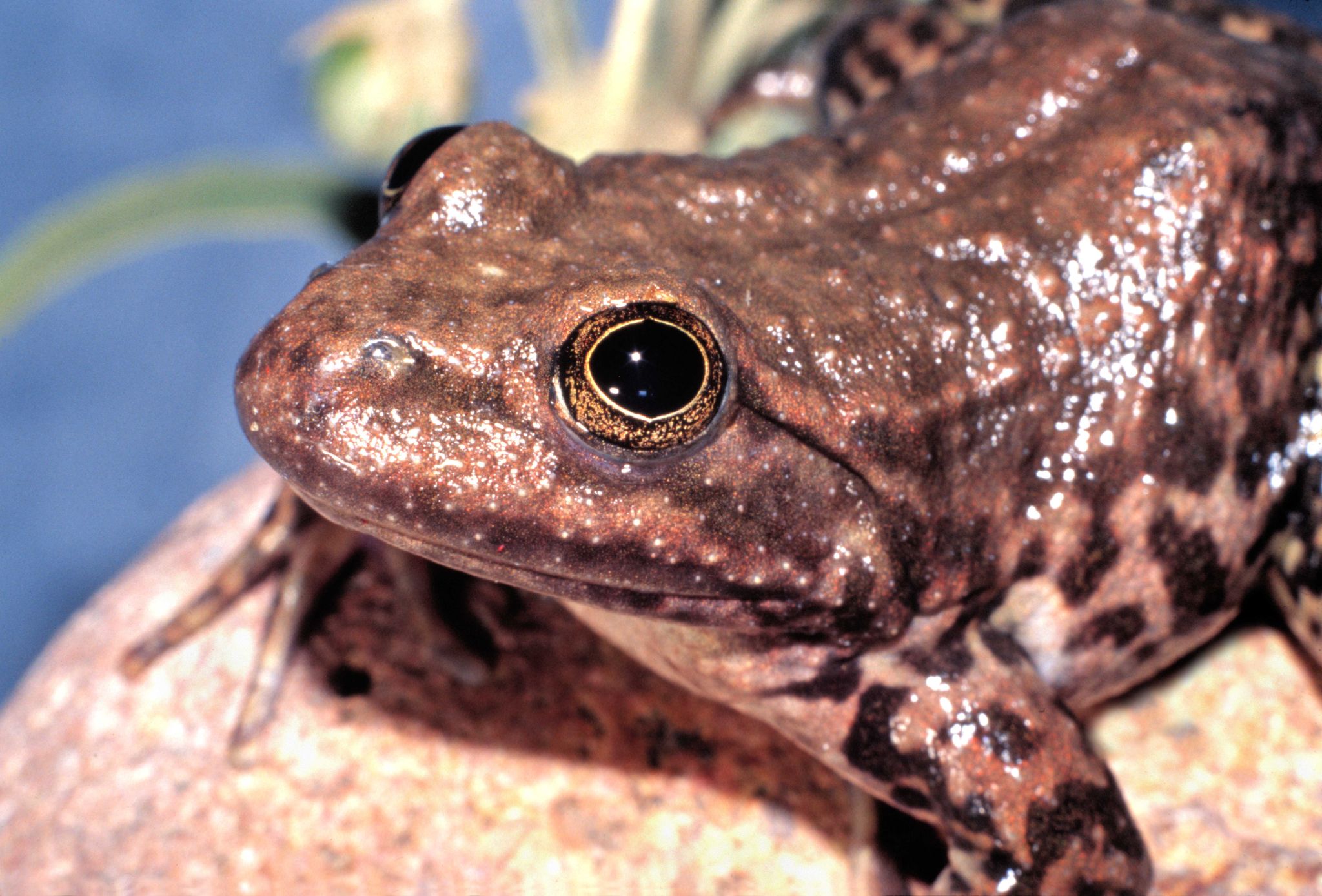 Adult Tarahumara Frog