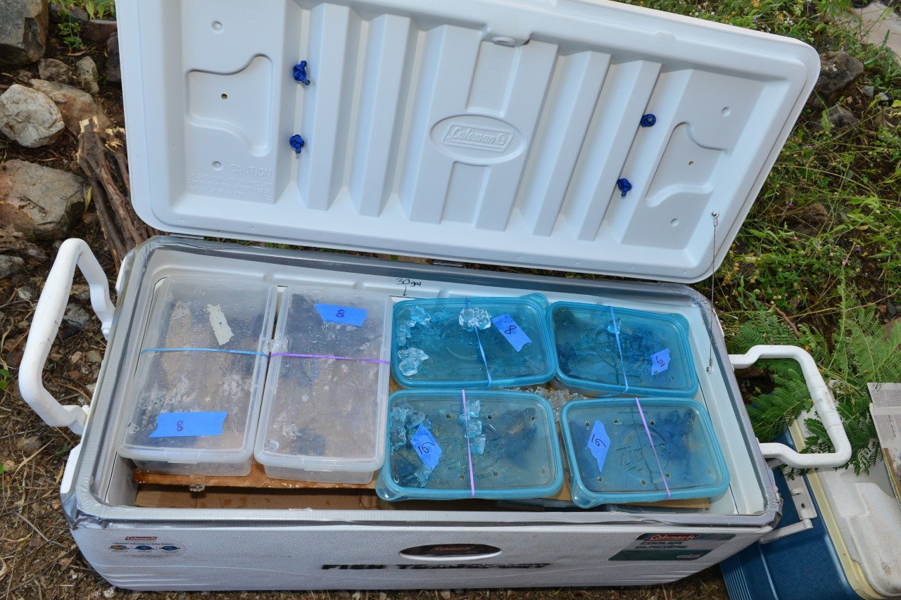 Frogs awaiting transport and release