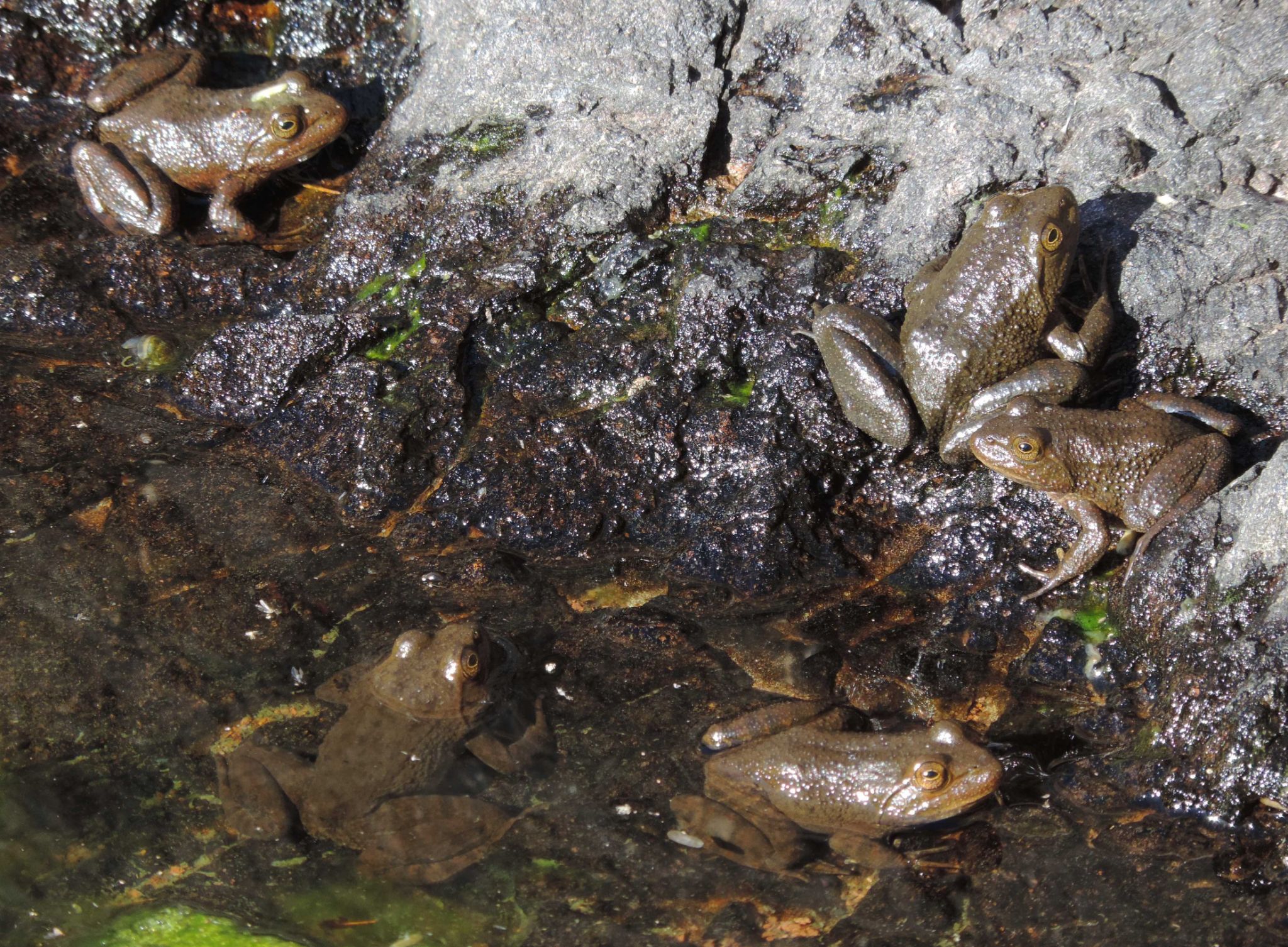 Tarahumara Frogs Horse Tanks Kofa NWR