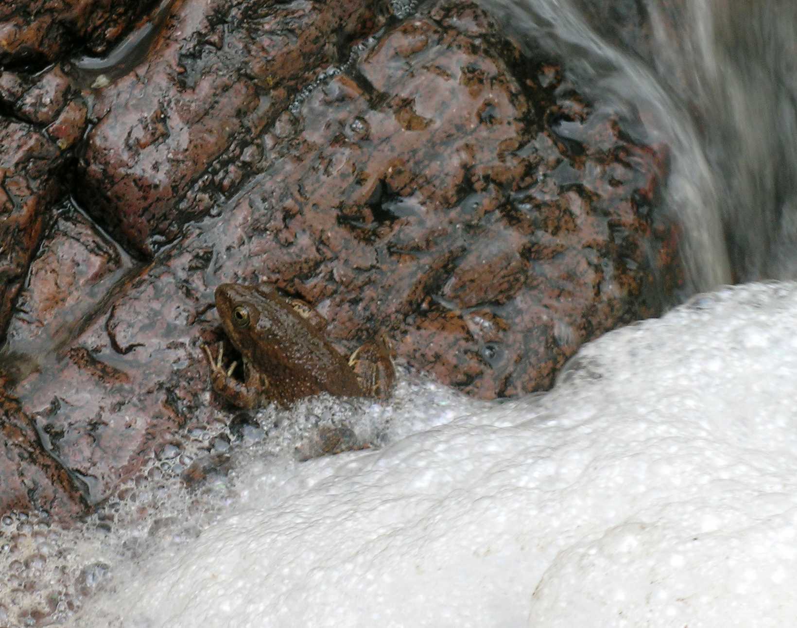 Tarahumara frog in flood