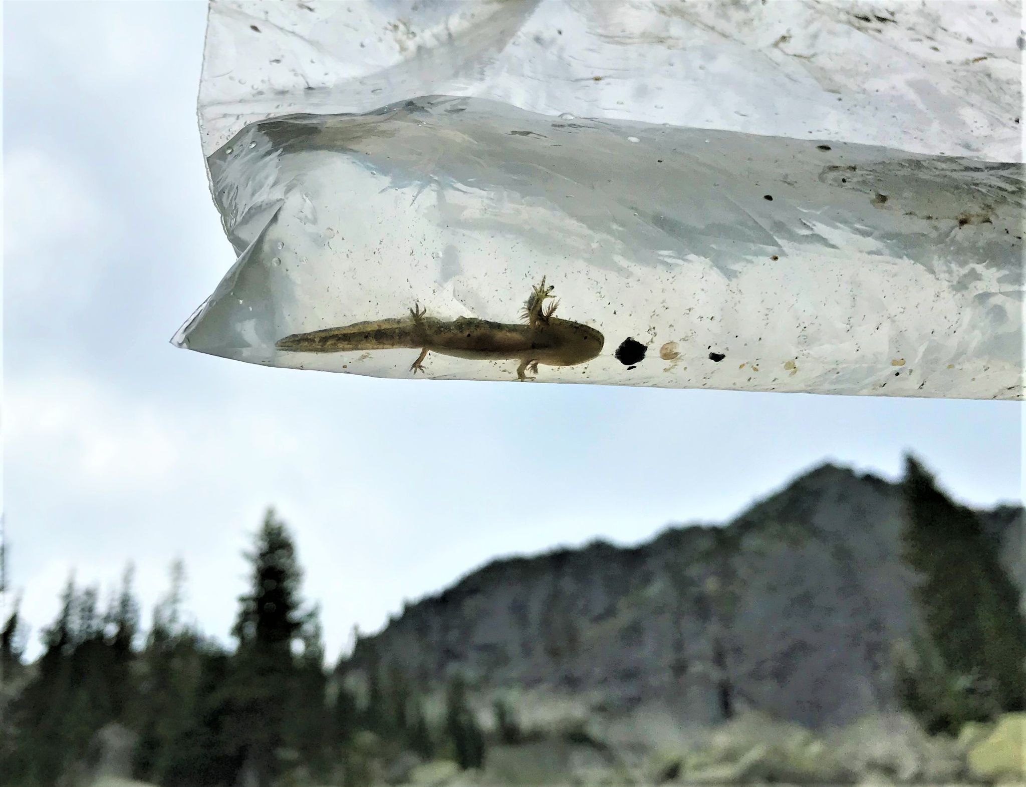 Long toed Salamander