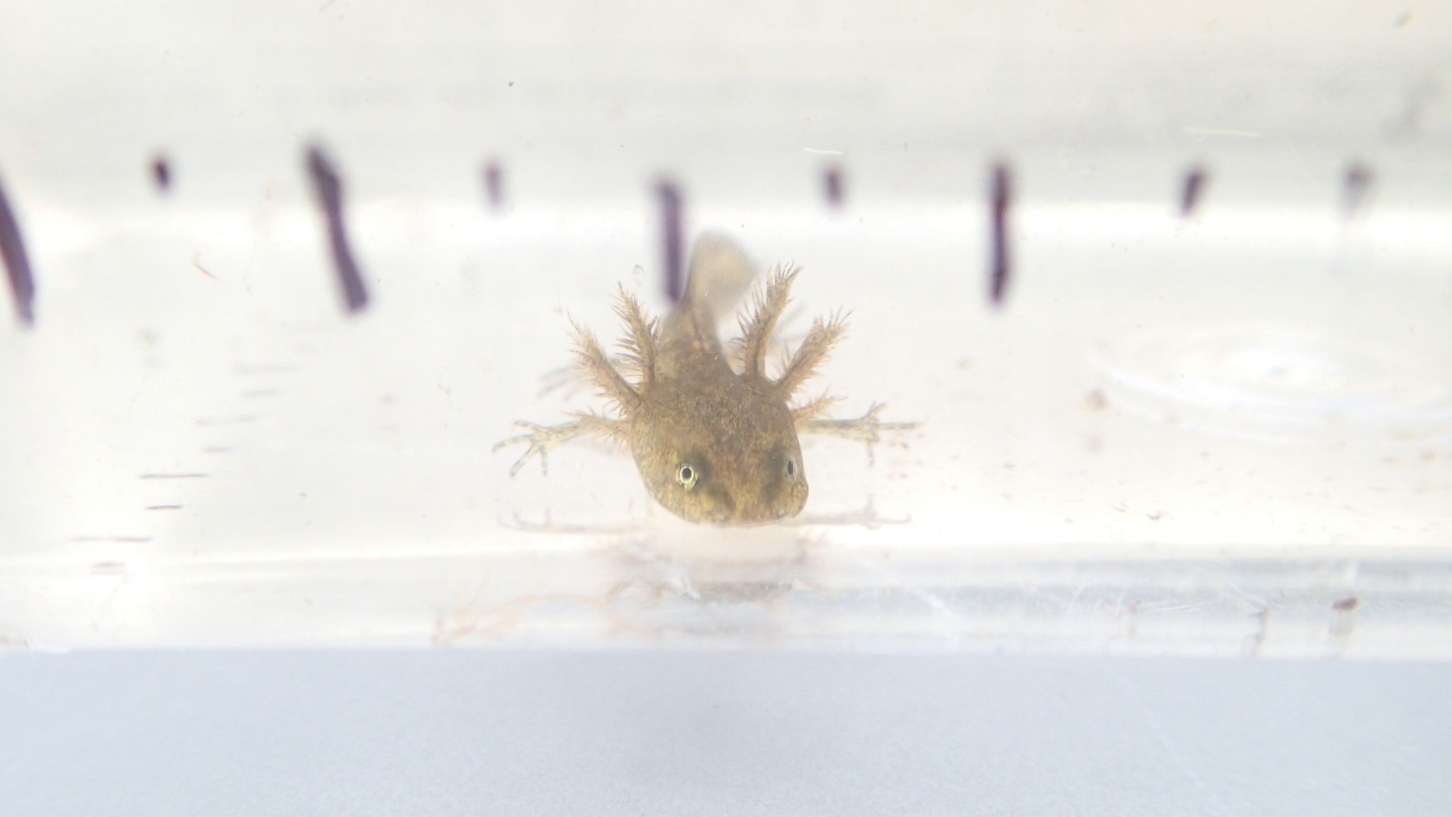 Long toed Salamander 2