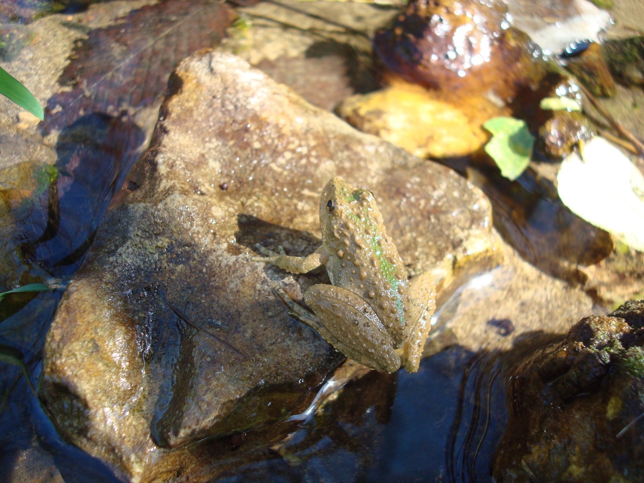 Blanchards Cricket Frog1