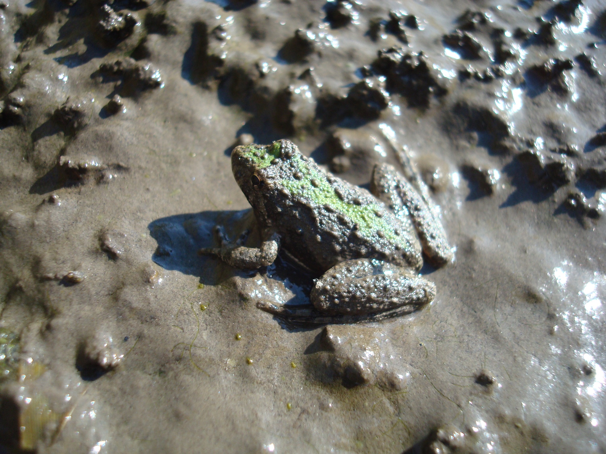 Blanchards Cricket Frog3