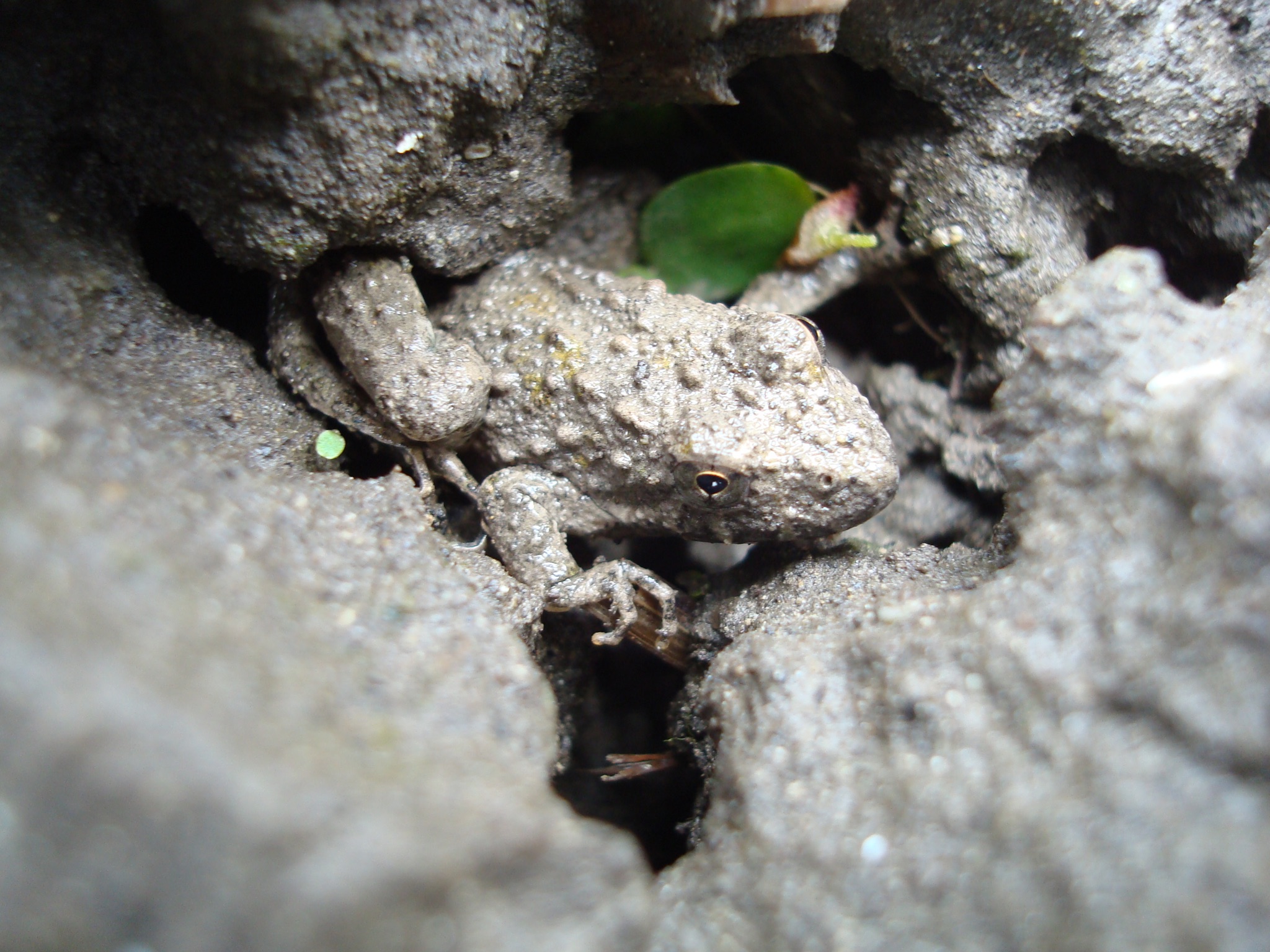 Blanchards Cricket Frog4