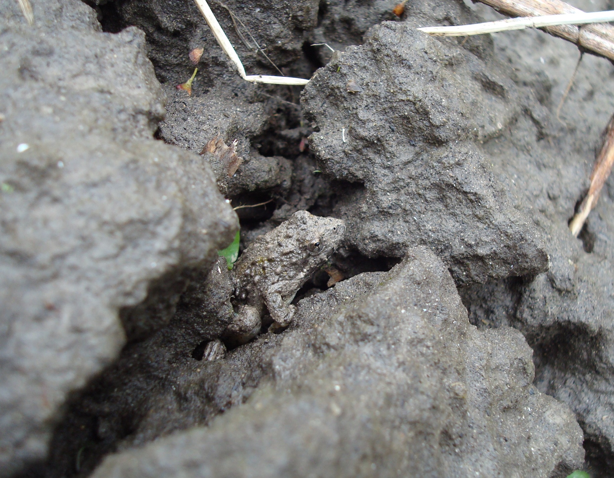 Blanchards Cricket Frog5