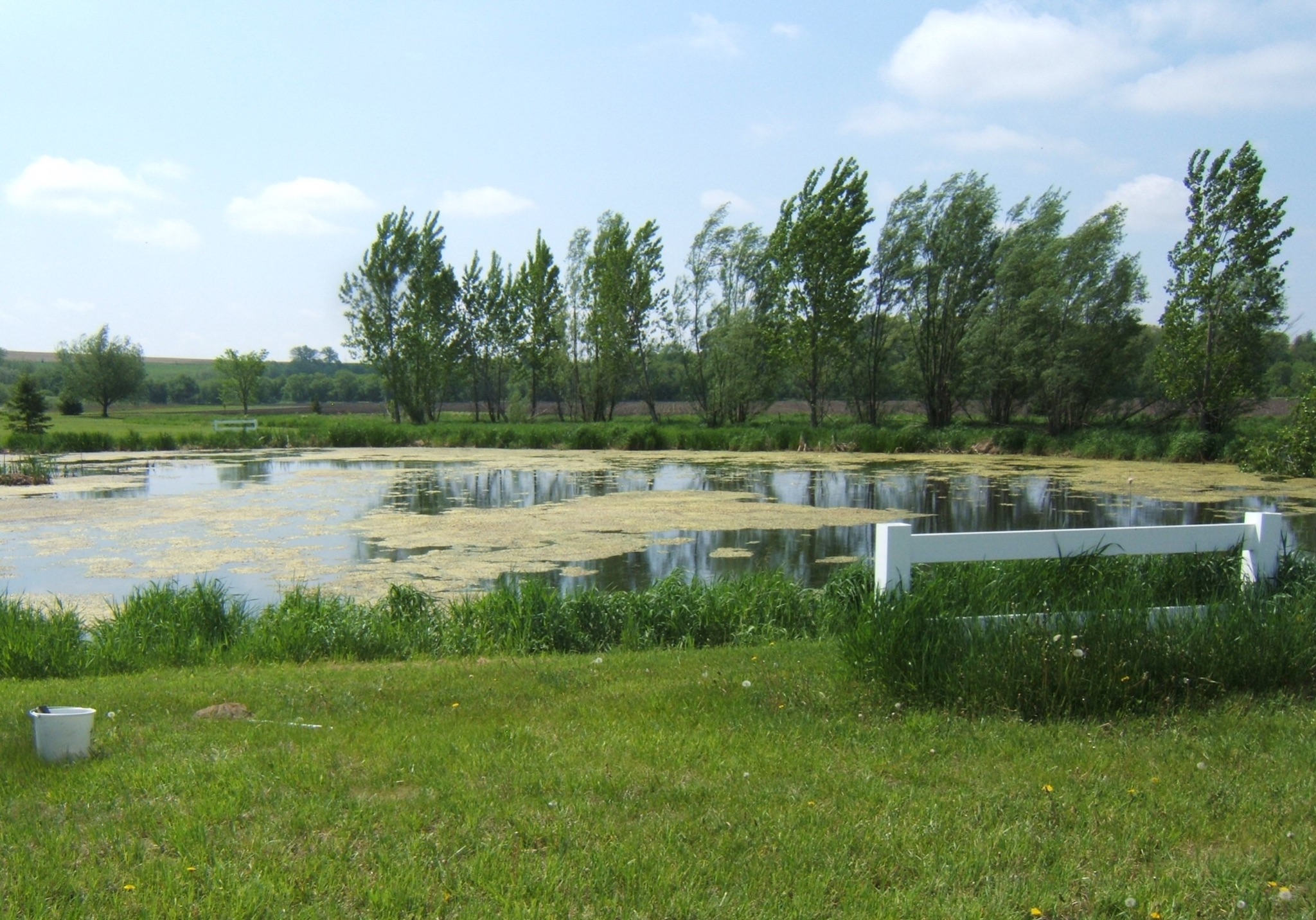 Site8 Breeding Wetland2