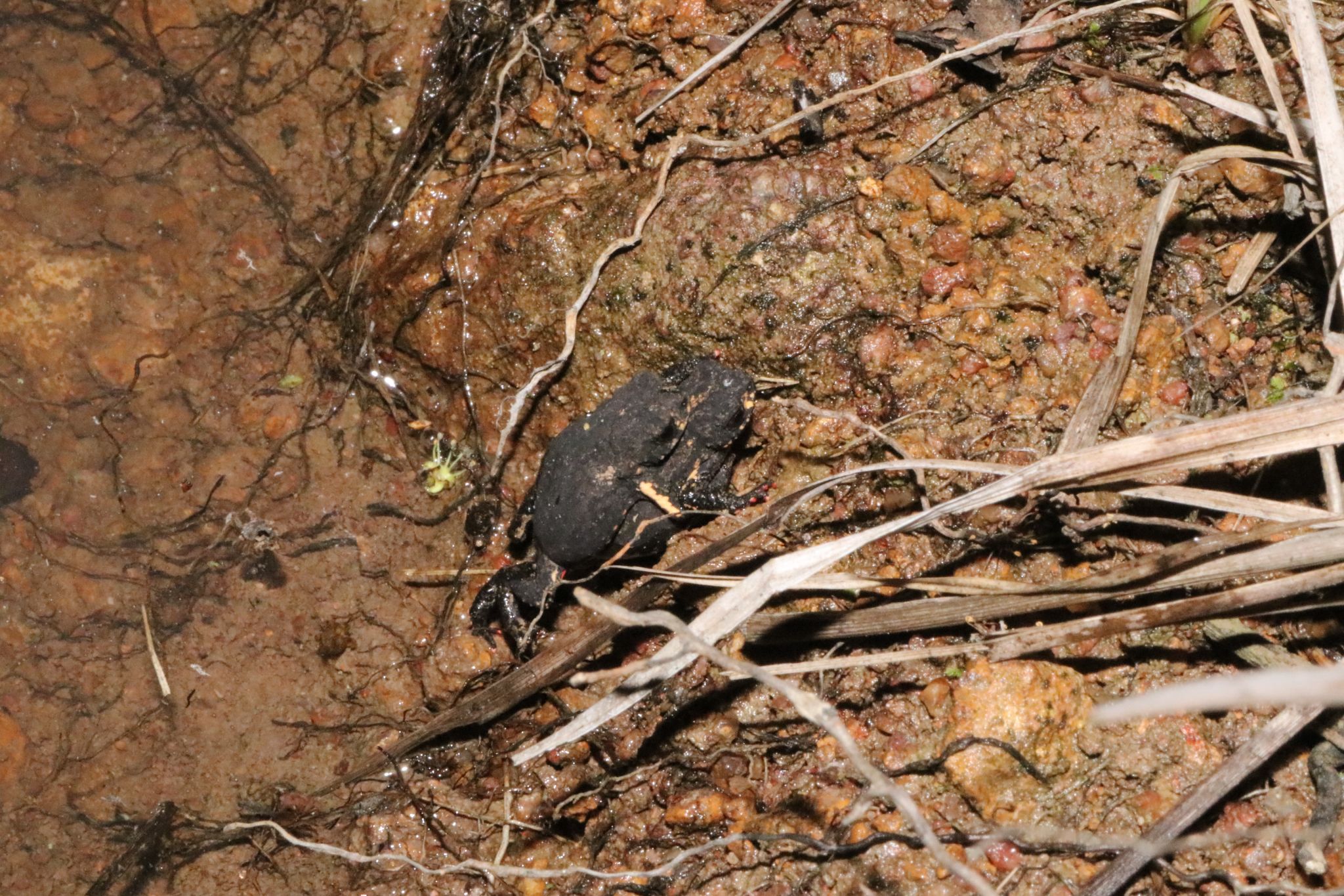 Amplexus Melanophryniscus paraguayensis