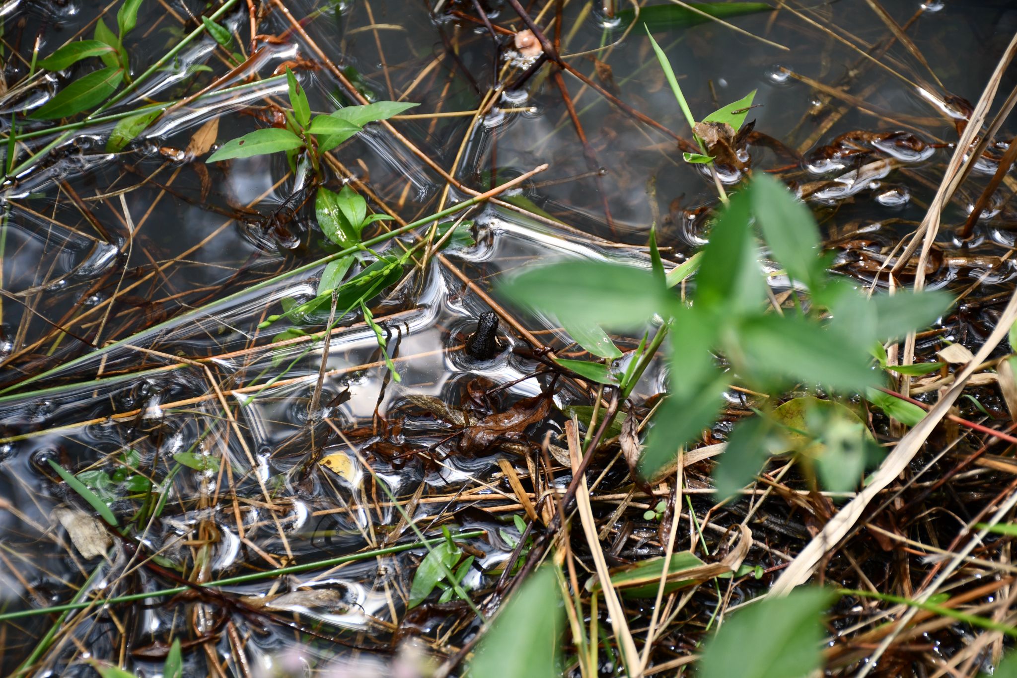 M.paraguayensis day 2