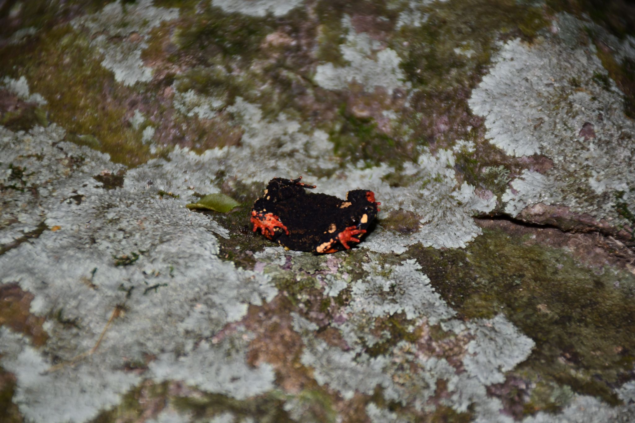 Unken reflex Melanophryniscus paraguayensis