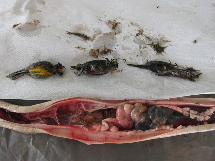 Bananaquit grassquits