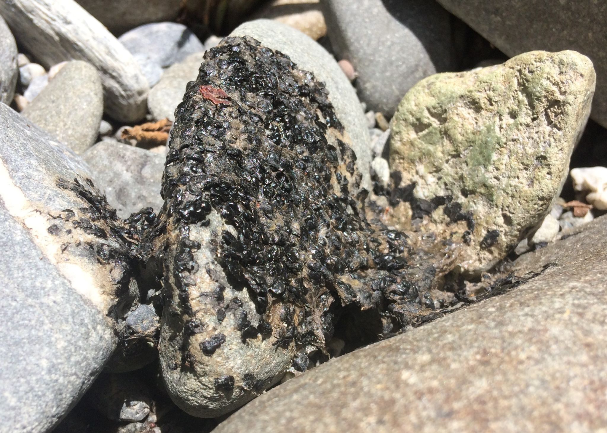 Desiccated em WDevenport