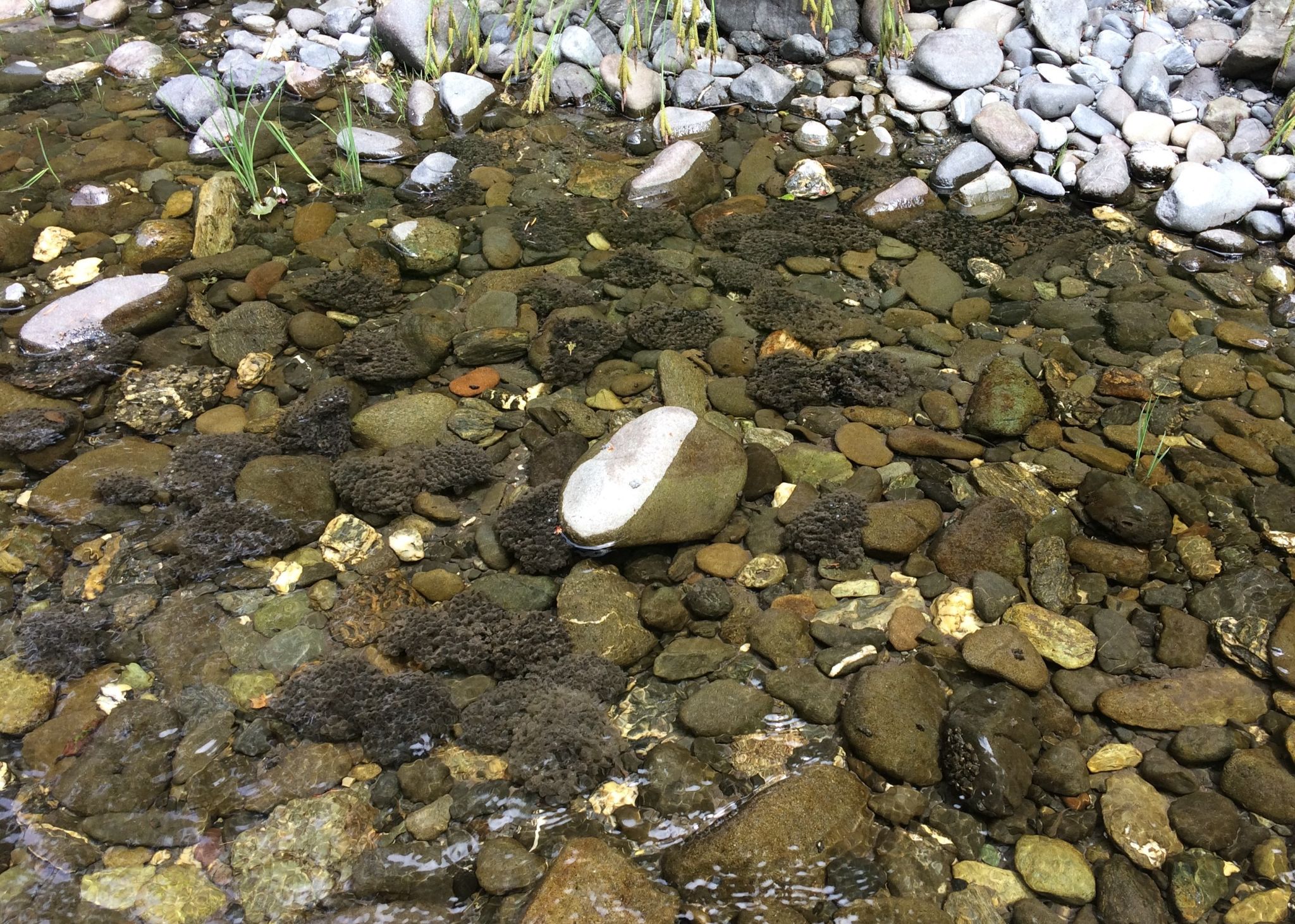 RABO em aggregation WDevenport