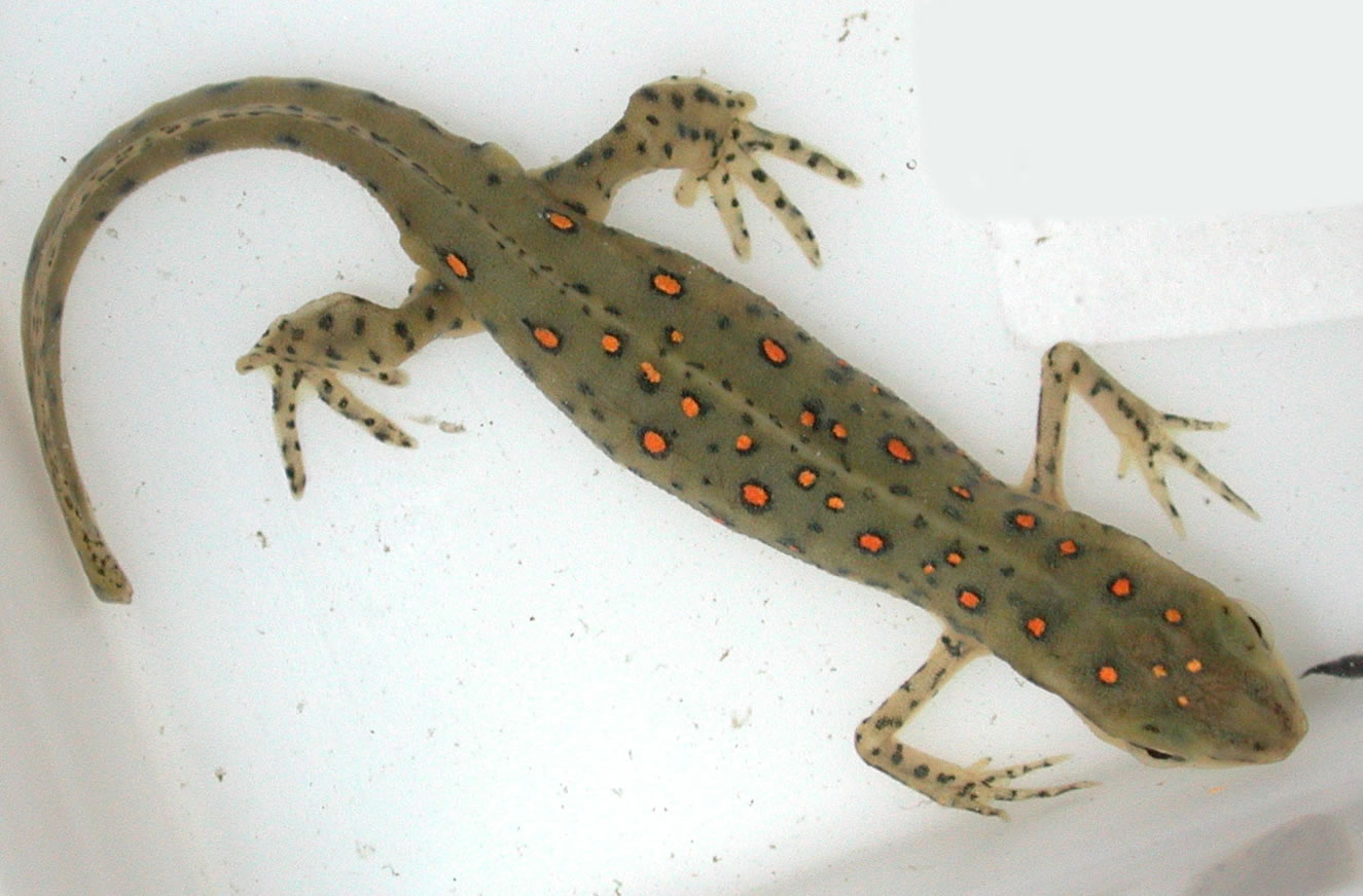 Davis & Grayson 2007