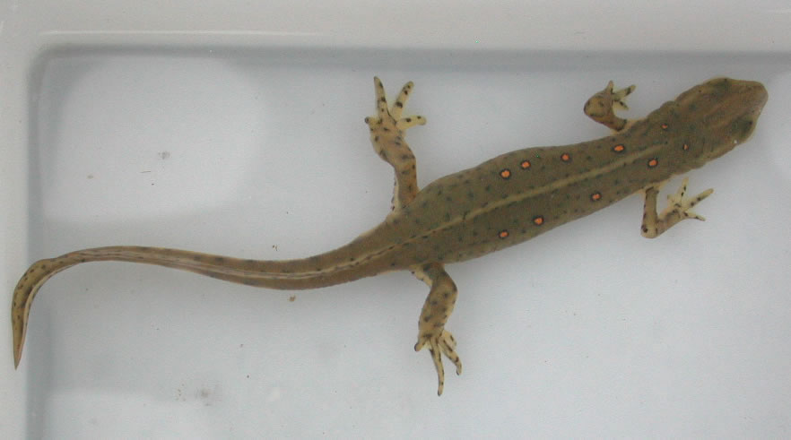 Aquatic phase NV   Grayson