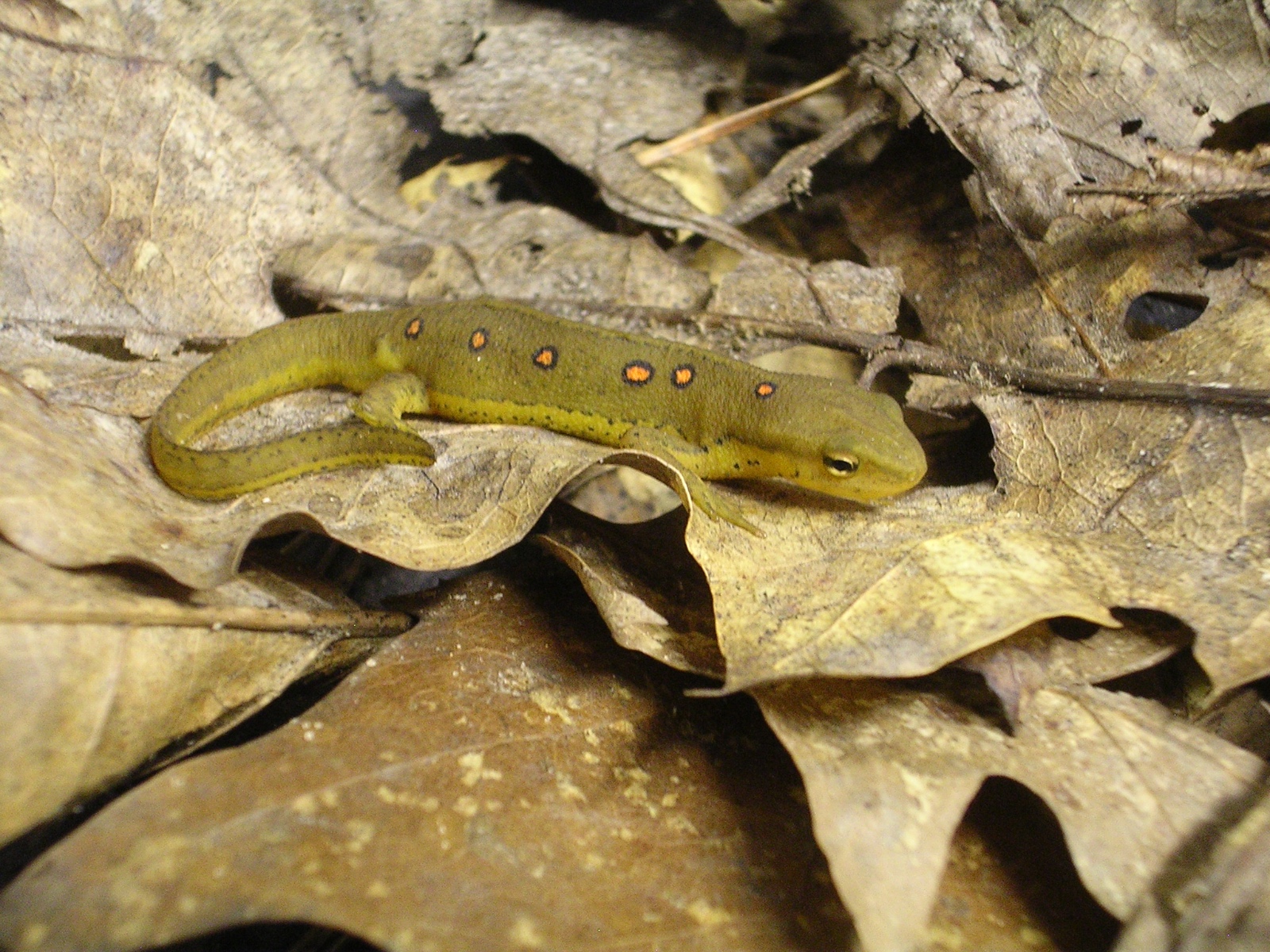 Terrestrial phase NV   Grayson