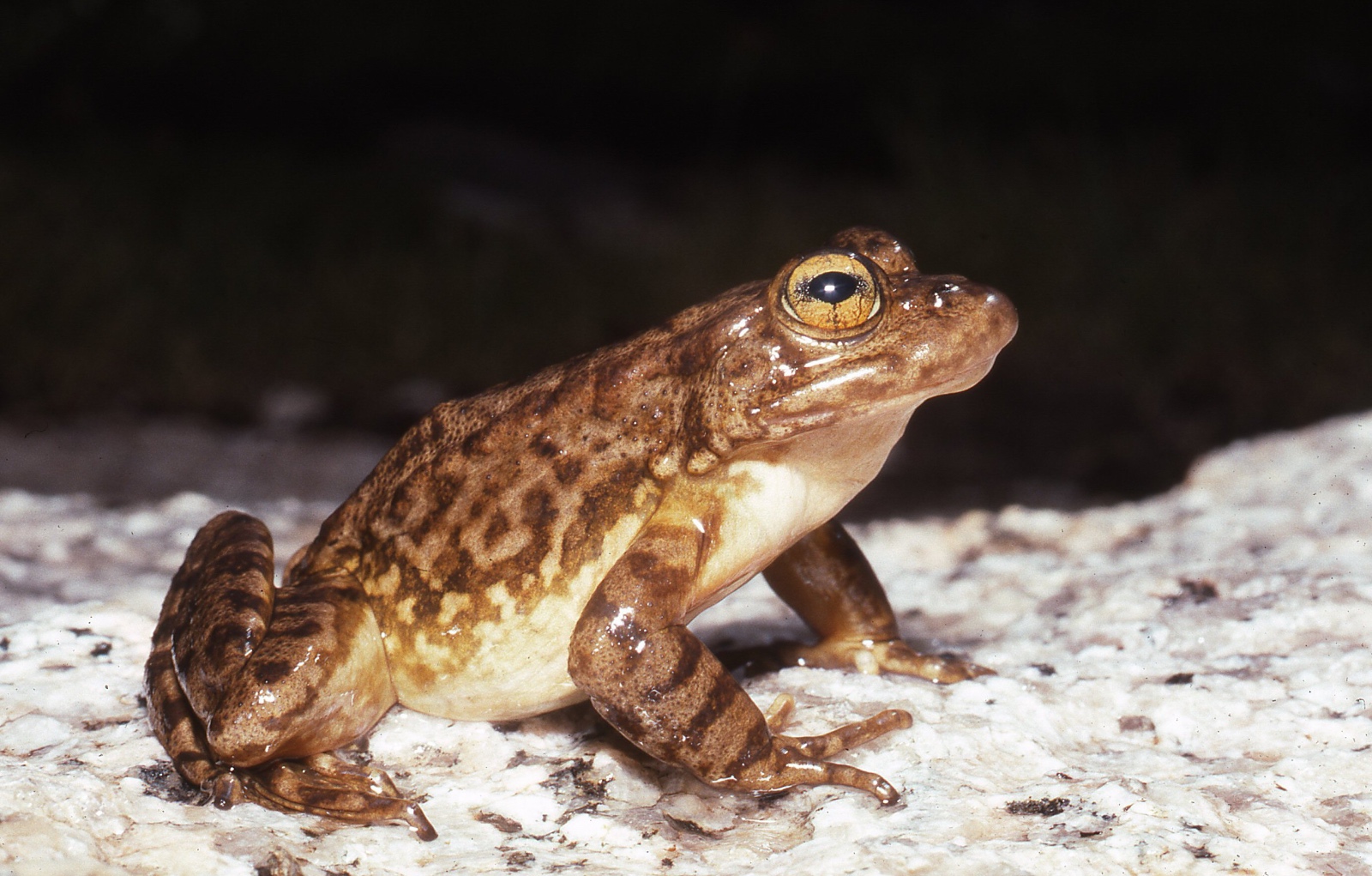 Fellers   Rana muscosa from Sixty Lakes Basin A