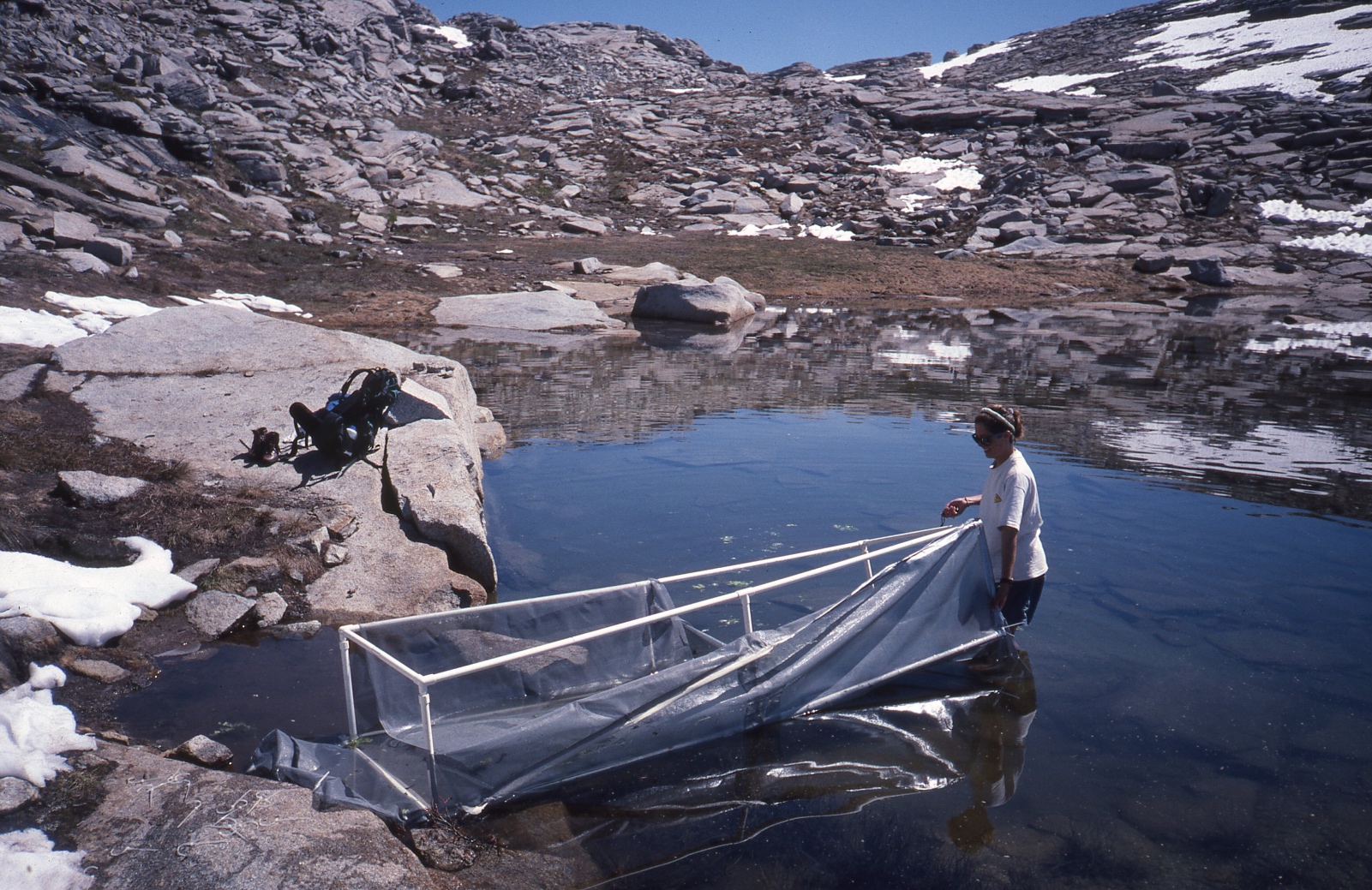 Leslie Wood releasing R. muscosa tadpoles from enclosure A