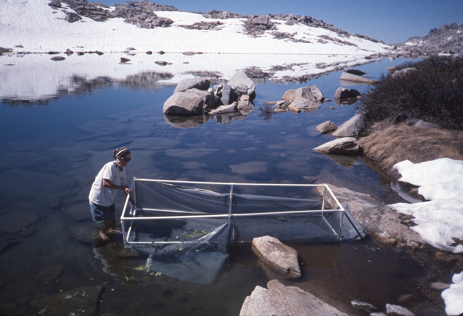 Leslie Wood releasing R. muscosa tadpoles from enclosure B