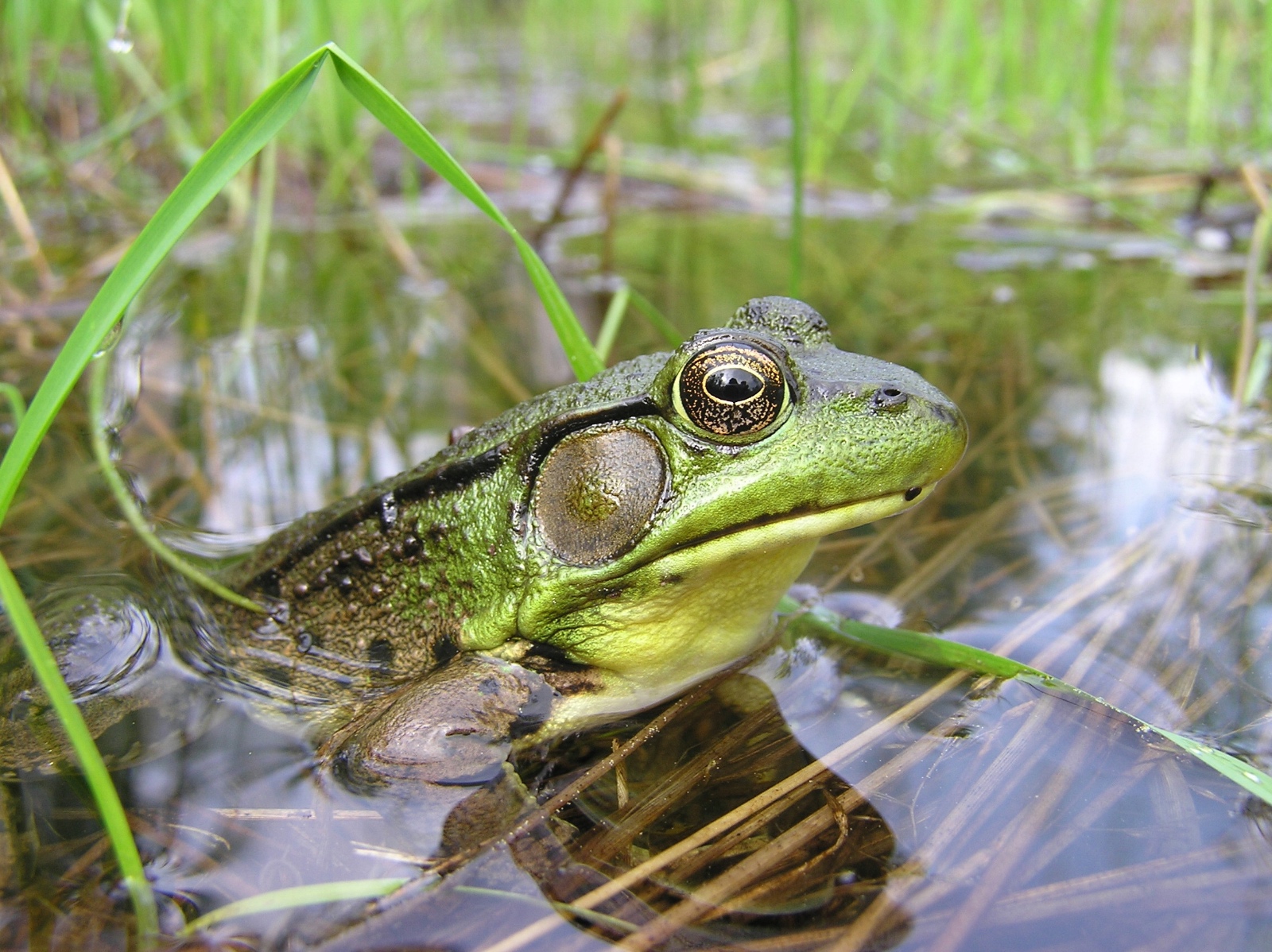 Karraker RACL male sm