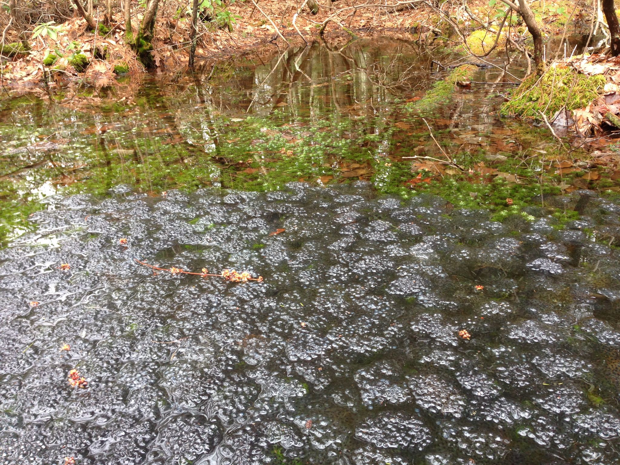 WoodFrod EggMasses Swierk