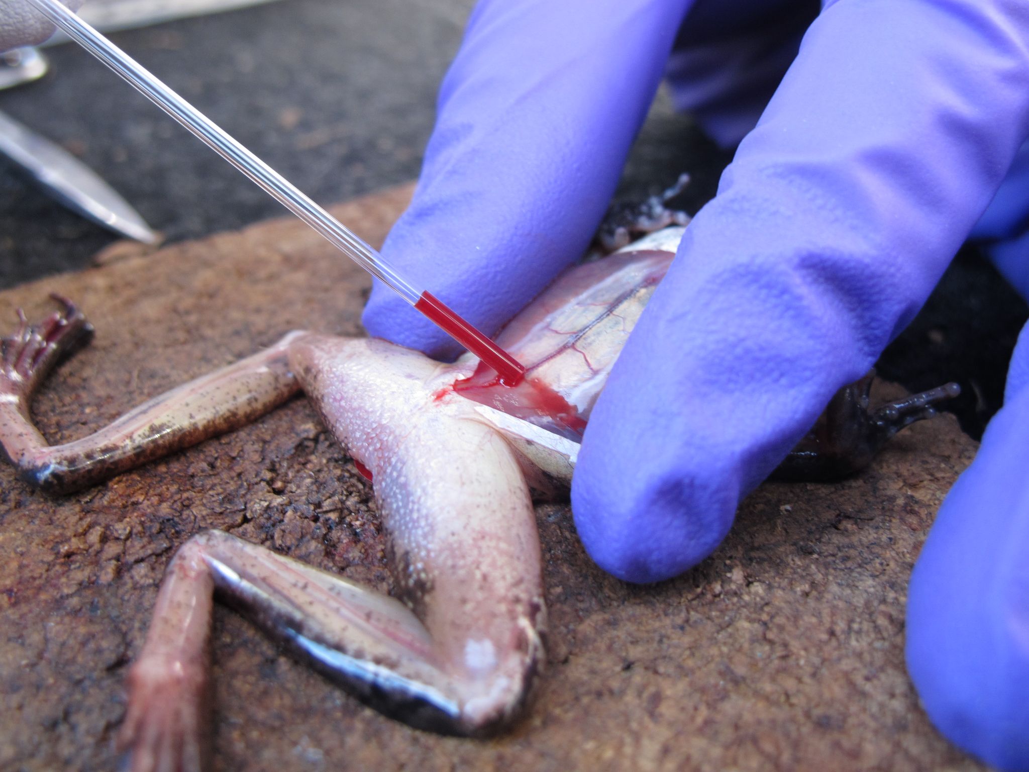 WoodFrog BloodCollection Swierk