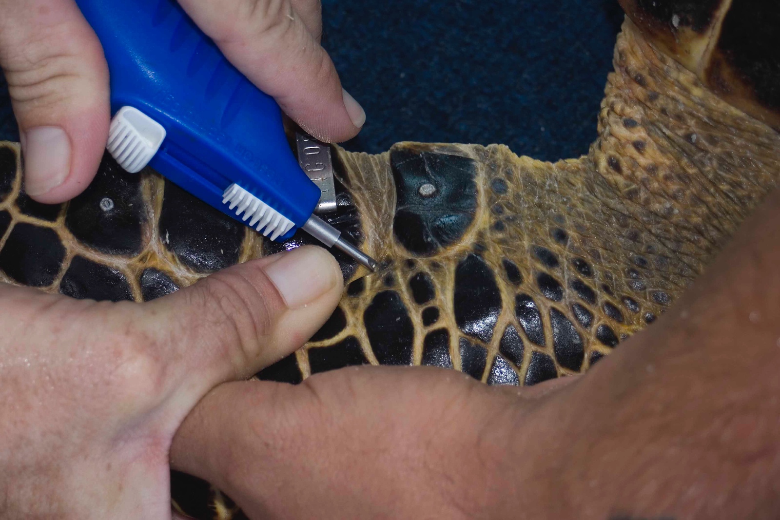 Eretmochelys imbricata PIT tag placement Jim Abernethy