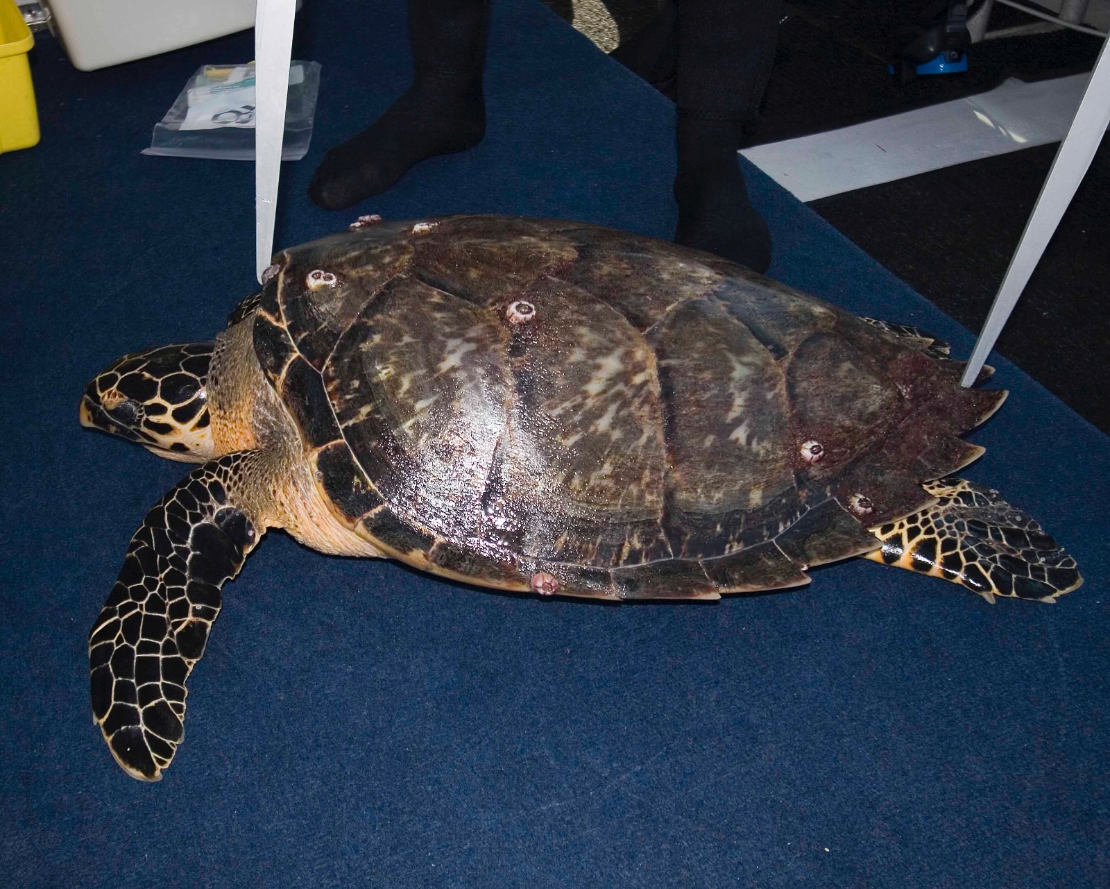 Eretmochelys imbricata caliper measurement Jim Abernethy