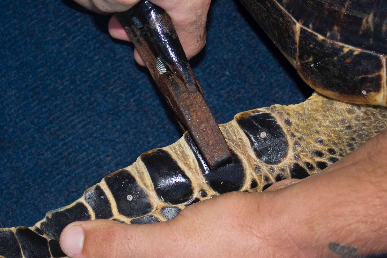 Eretmochelys imbricata inconel tag Jim Abernethy placement