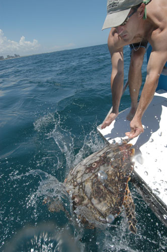 071105 met Turtle Tagging18