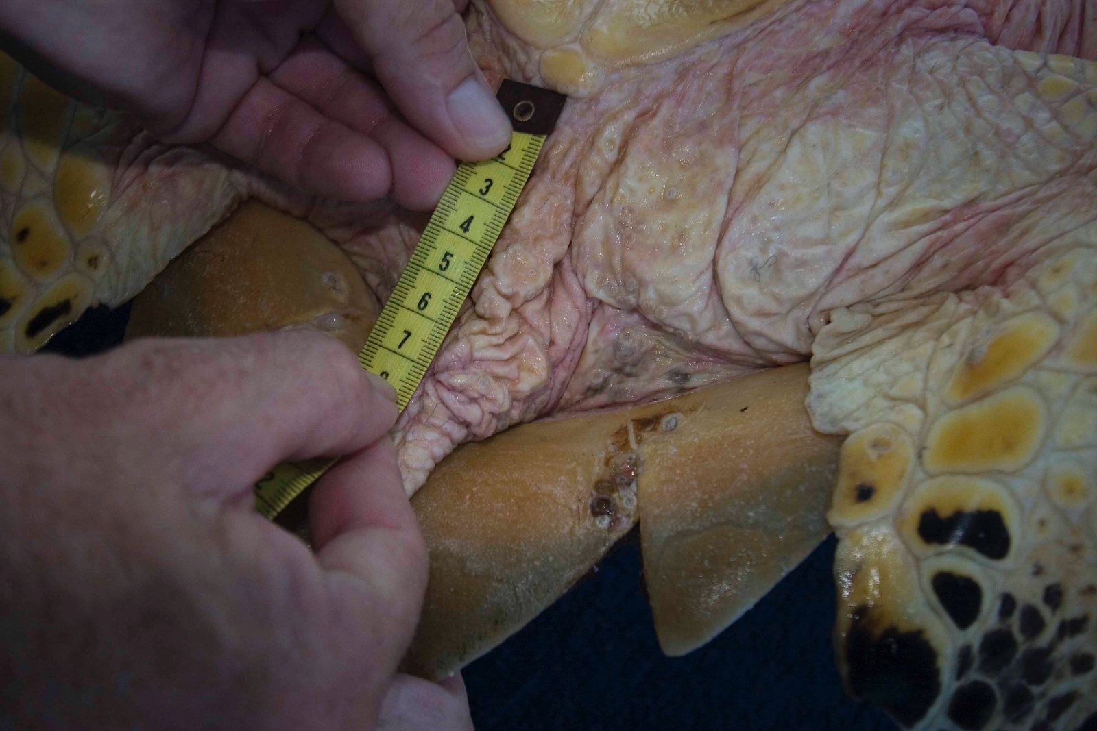 Eretmochelys imbricata tail measurement Jim Abernethy