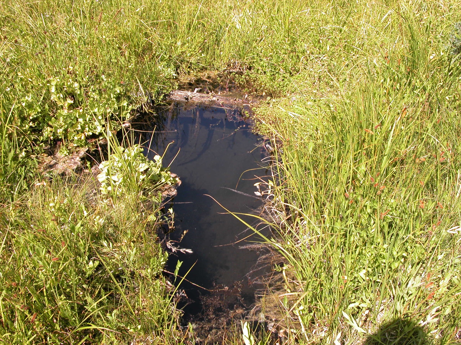 Carter Meadow breeding site Aug 21 2002