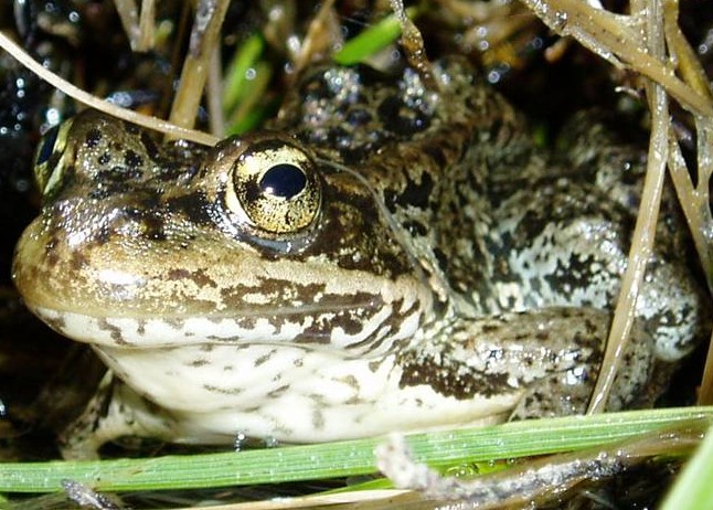 Rana cascadae (Karen Pope)