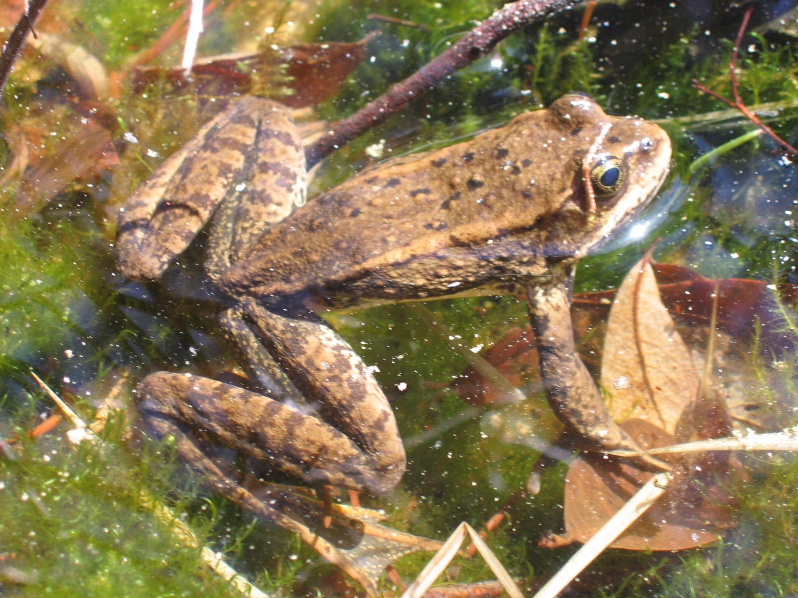 Rana cascadae Cascade Mtns (Shasta Co) (Jon Stead)