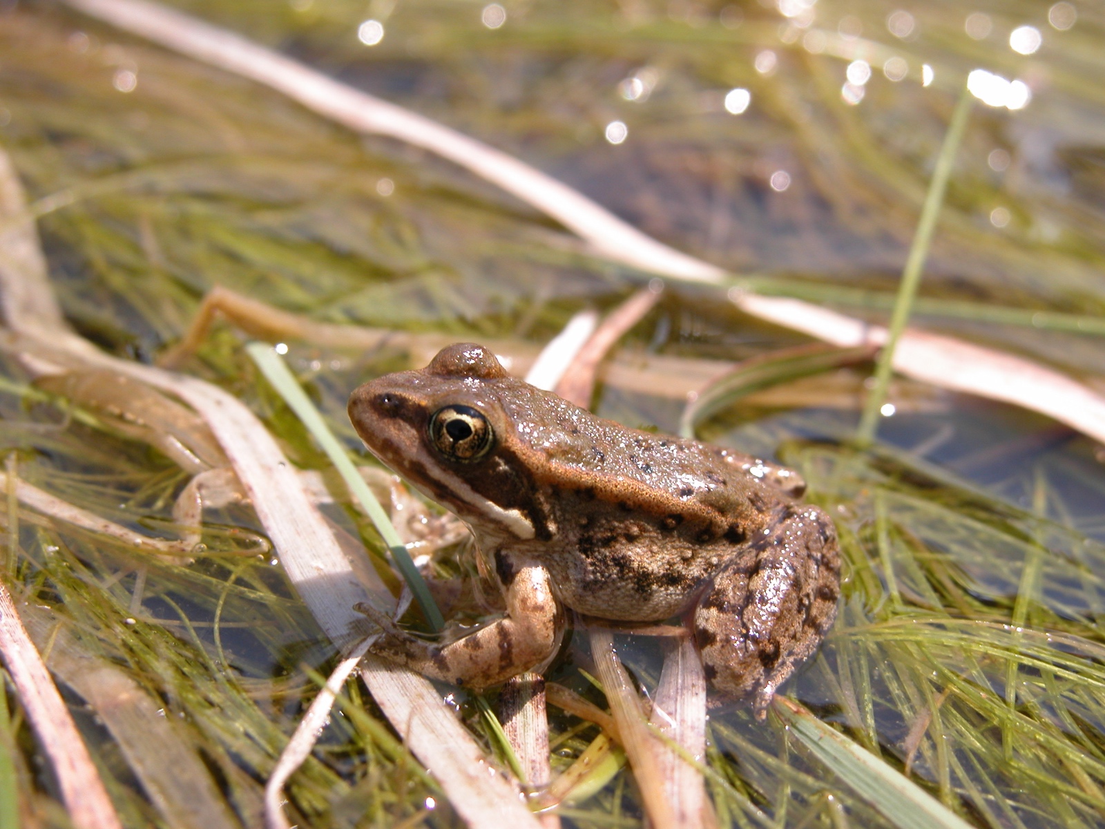 Rana cascadae Cascade Mtns (Shasta Co) 3