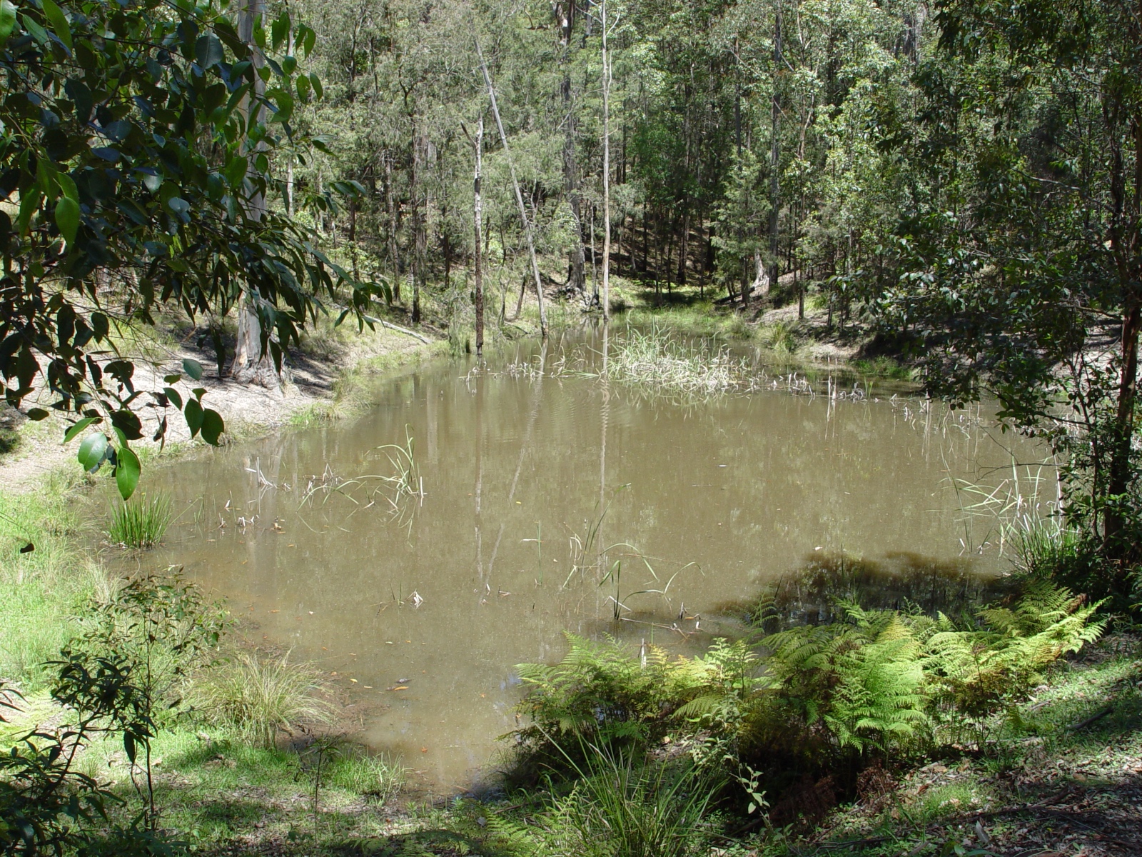 FireDaminChaelundiSF