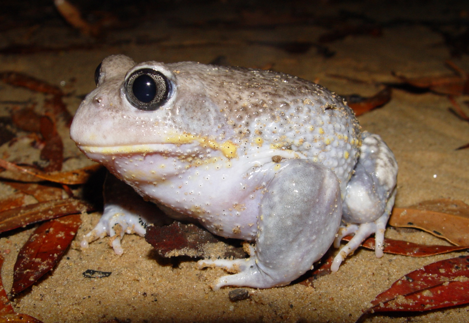 MaleHeleioporusaustraliacus